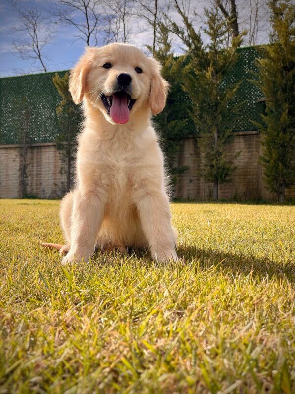 Baby Face Golden Retriever