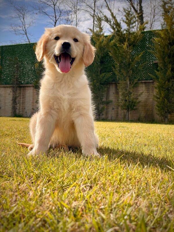 Baby Face Golden Retriever - Görsel 6
