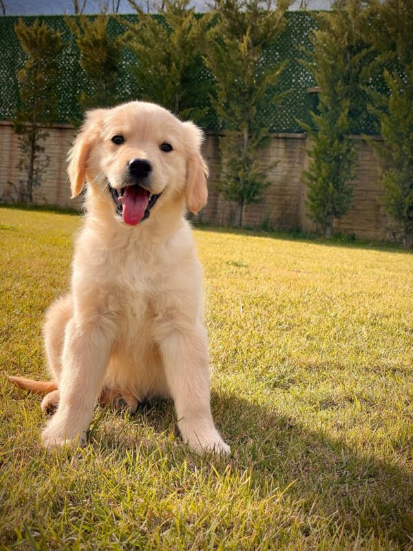 Baby Face Golden Retriever - Görsel 7