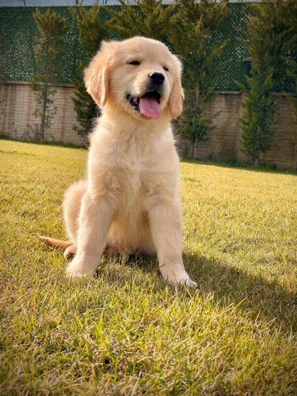 Baby Face Golden Retriever - Görsel 9