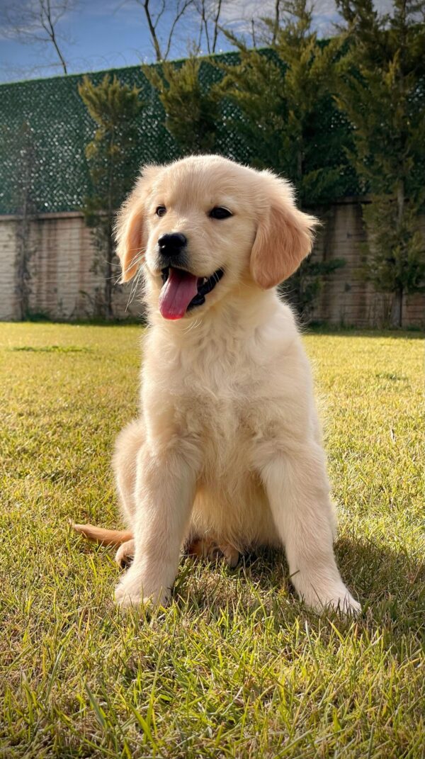 Baby Face Golden Retriever - Görsel 8