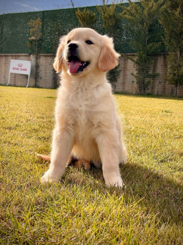 Baby Face Golden Retriever - Görsel 3