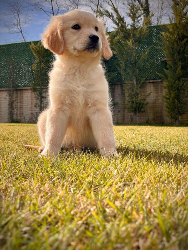 Baby Face Golden Retriever - Görsel 2