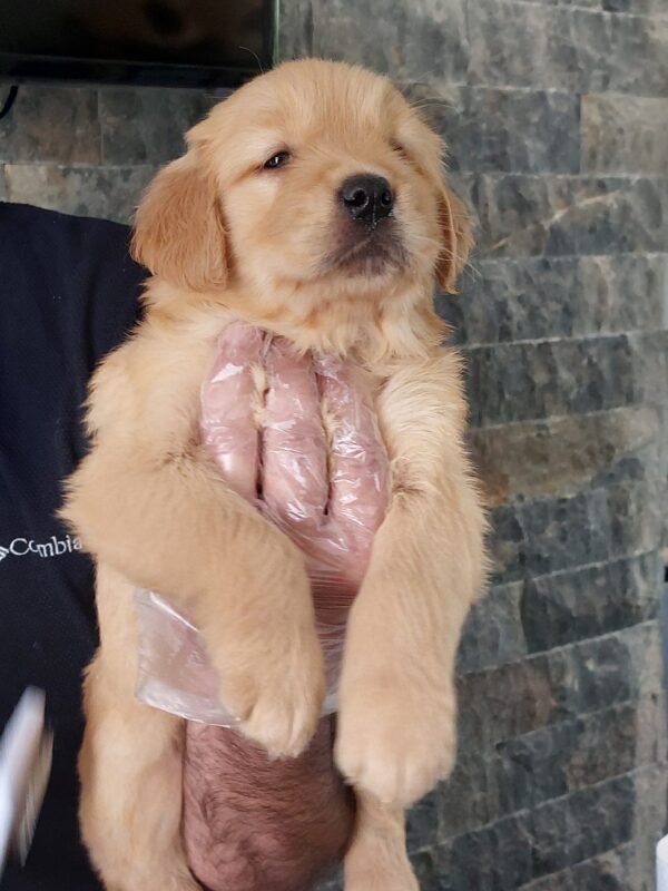 Golden Retriever Yavru