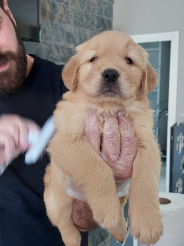 Golden Retriever Yavru - Görsel 3