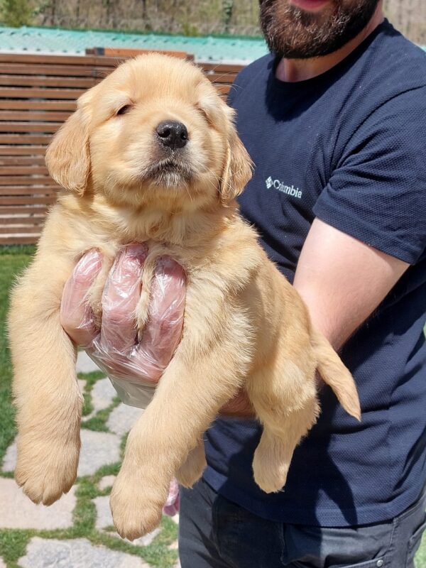 Golden Retriever Yavru - Görsel 4