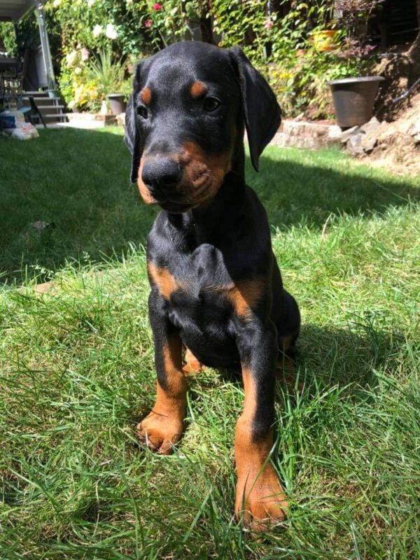 Doberman - Görsel 3