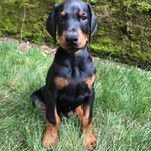 Doberman