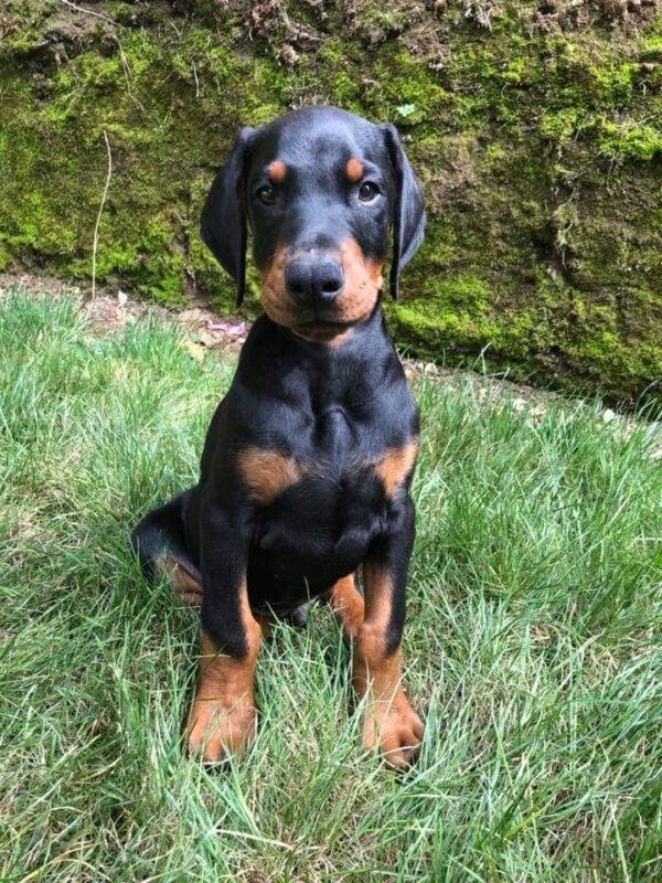 Doberman