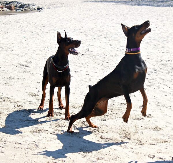 Doberman - Görsel 4