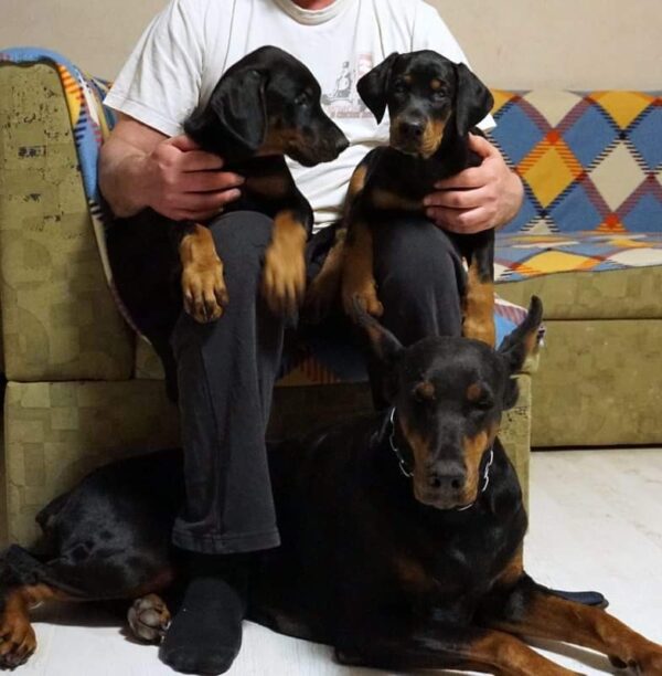 Doberman - Görsel 2
