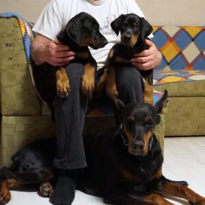 Doberman
