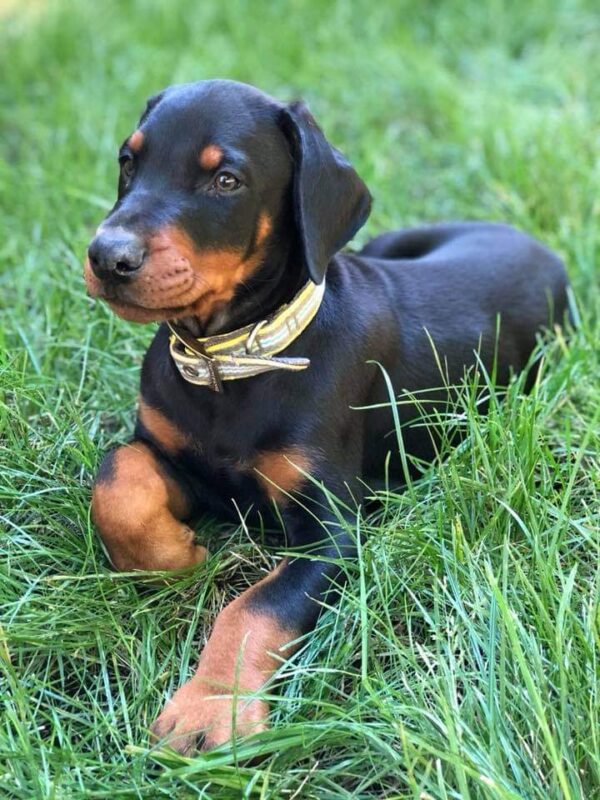 Doberman - Görsel 3