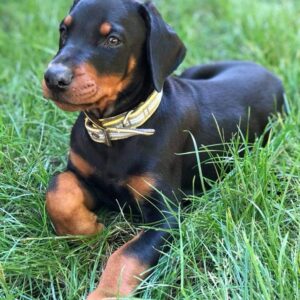Doberman