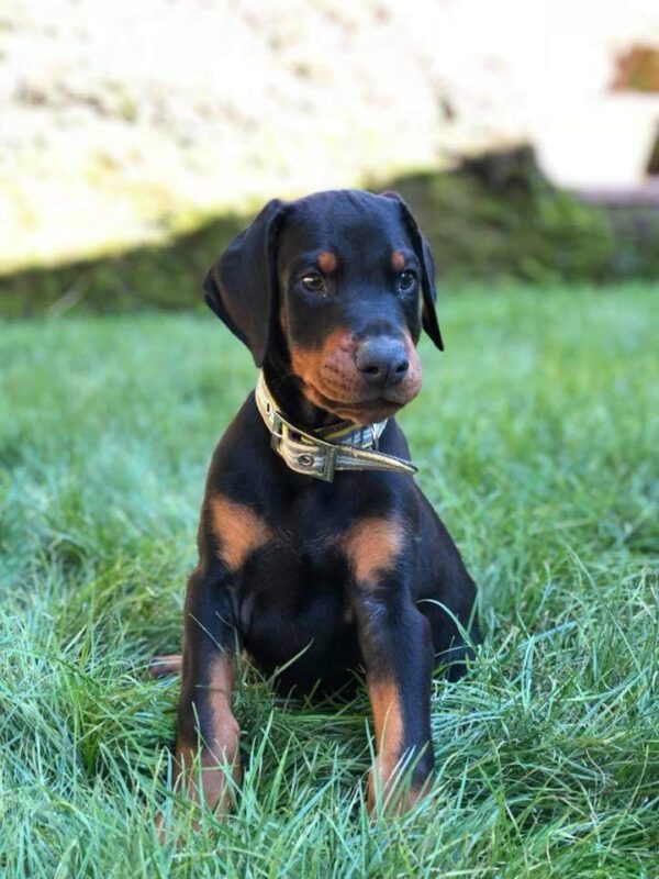 Doberman - Görsel 4