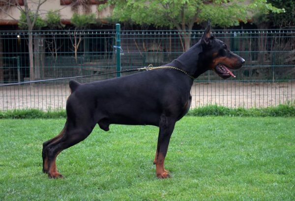 Doberman - Görsel 3