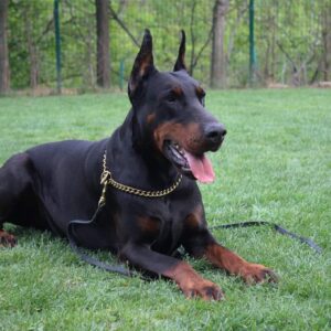 Doberman