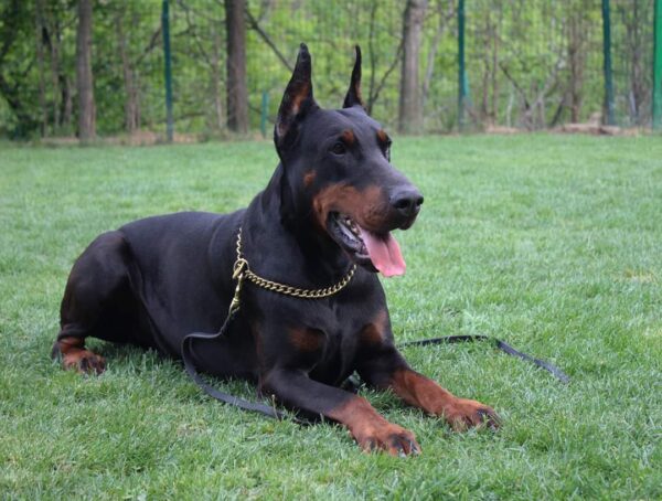 Doberman