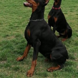Doberman