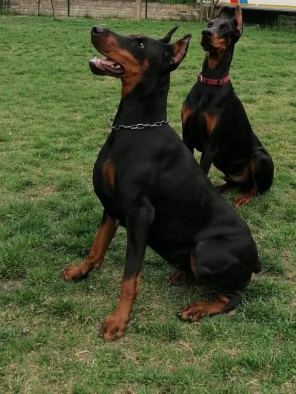 Doberman