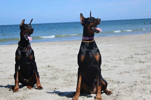 Doberman - Görsel 3