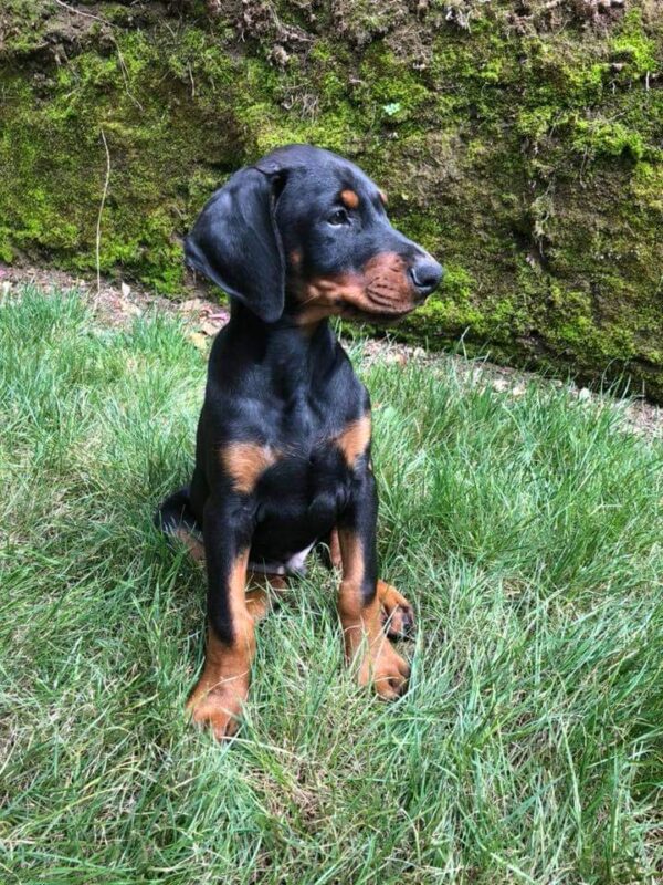 Doberman - Görsel 5