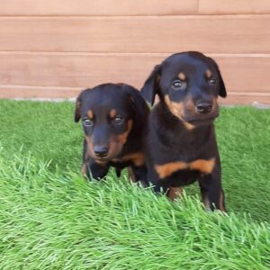 Doberman