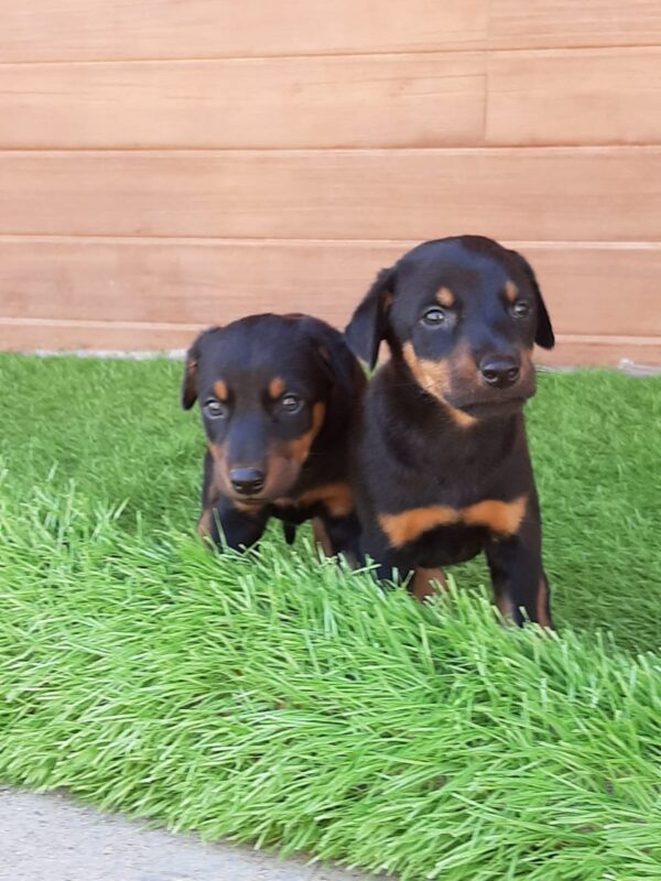 Doberman